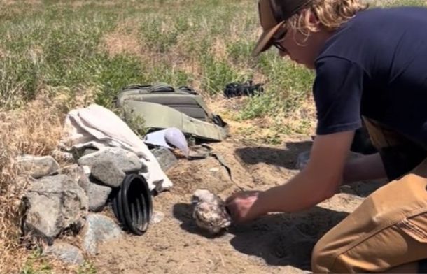 Image shows a conservation worker coaxing a baby burrowing owl into its nest after banding.