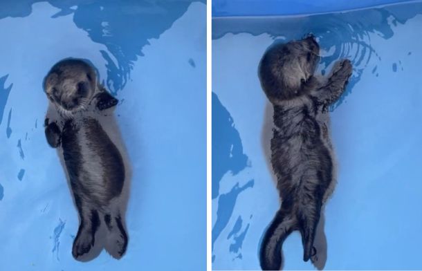 Images show a baby sea otter learning to float and roll over in the water.