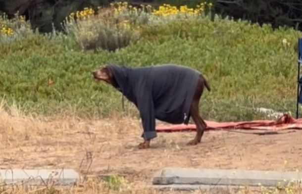 With a close-up, there are definite signs that a Doberman staying in a camping area is impersonating a bear.