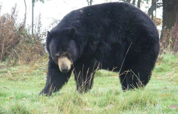 Stock image shows a black bear.