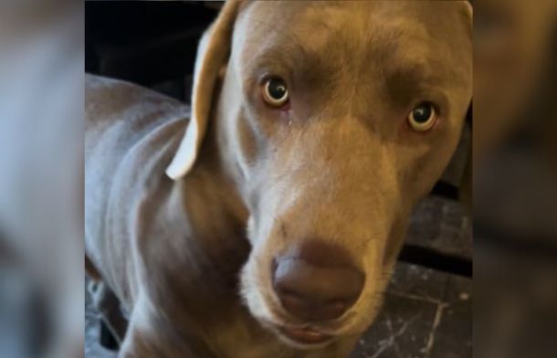 Image shows a chocolate Labrador looking at his mom with a pleading expression.