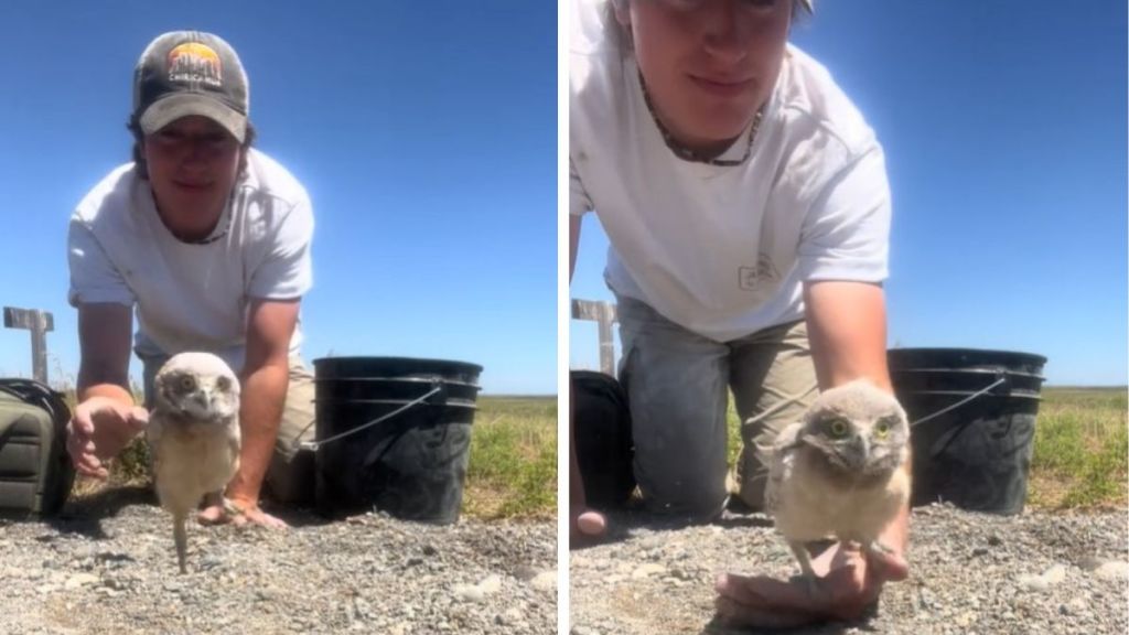 Images show the release of two tiny owls after banding during a conservation effort.