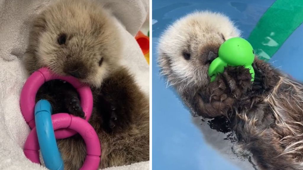 Left image shows a baby sea otter playing with a toy on a blanket. Right image shows the little lady playing with a toy in the water.
