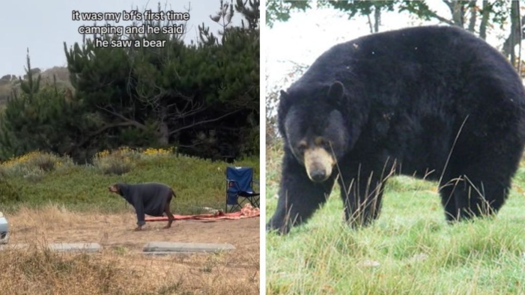 Left image shows a "bear" seen by a man on his first camping trip. Right image shows a real bear for comparison.