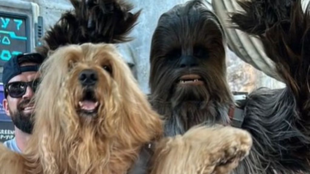 Image shows Brodie the Goldendoodle posing with Chewbacca