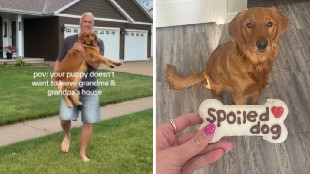 Left image shows a golden retriever puppy being carried out to a waiting car. Right image shows the puppy getting a treat that says "spoiled dog."