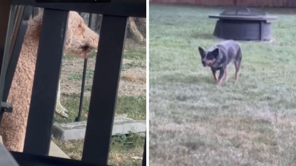 Left image shows a poodle on a porch. Right image shows a herding dog as he sees the poodle and thinks it is a sheep.