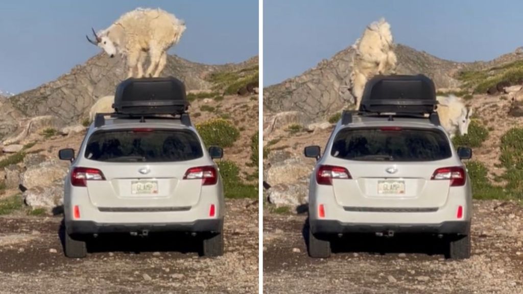 Images show a pair of mountain goats playing on a parked car in a hiking area parling lot.