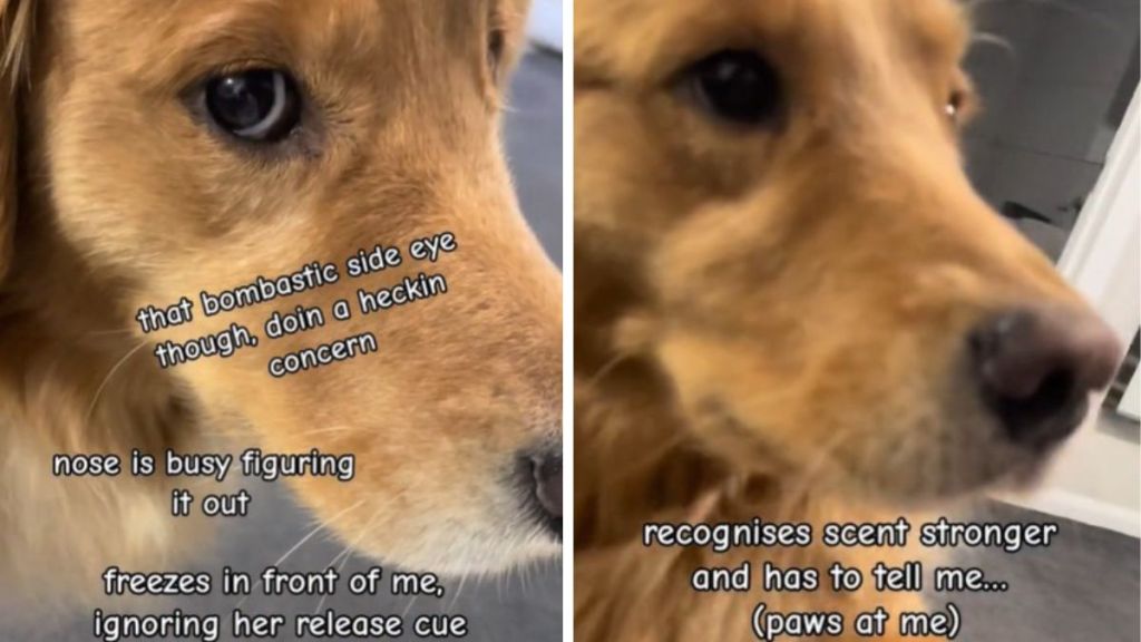 Left image shows a service dog sensing a problem and determining what is wrong. Right image shows a service dog giving the alert signal to her handler.