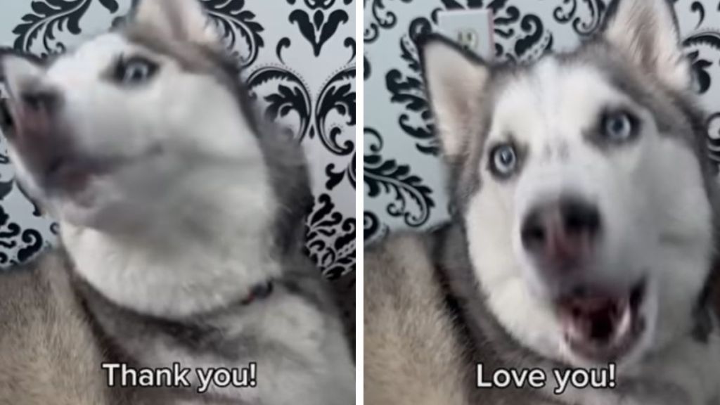 Left image shows Pluto the talking Husky saying "Thank you!" Right image shows him saying "Love you!"