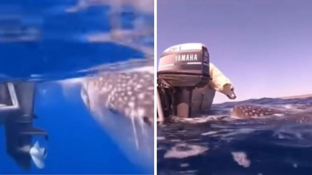 Left image shows a whale shark swimming close to a Labrador on a small boat. Right image shows the Labrador leaning over the end of the boat to check out the whale shark.