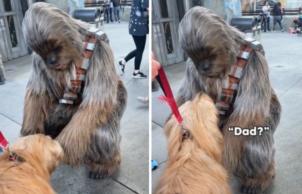 Brodie the Goldendoodle asking Chewbacca if he is his real dad.