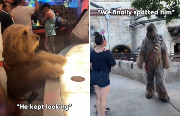 Left image shows a golden doodle with paws on the bar at the Cantina at Disneyland. Right image shows Star Wars character Chewbacca greeting guests.