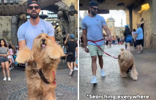 Images show Brodie the Goldendoodle preparing to meet Chewbacca.