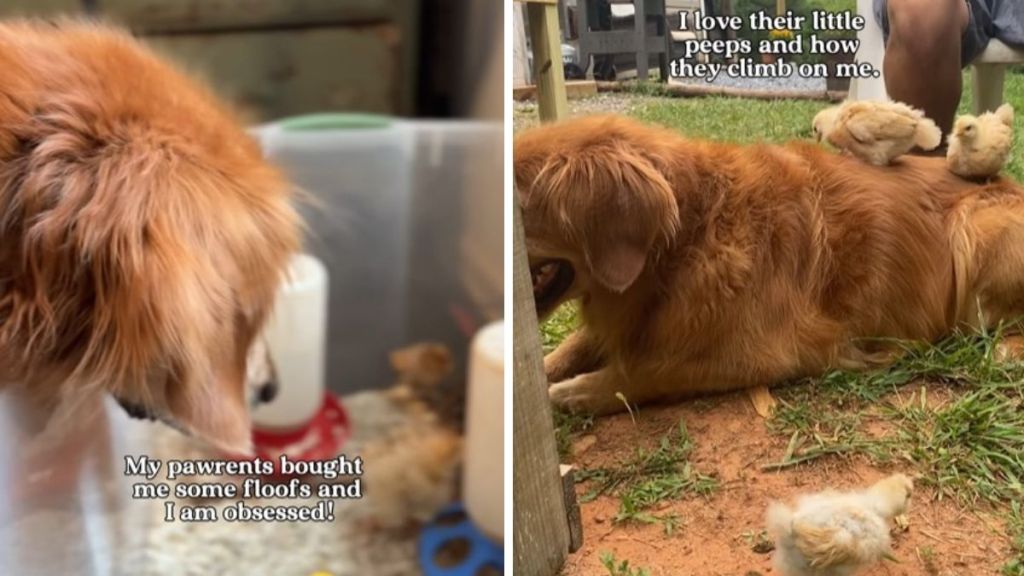 Left image shows a golden retriever watching baby chicks in a container. Right image shows the same chicks a few days older using the dog as a Jungle Gym