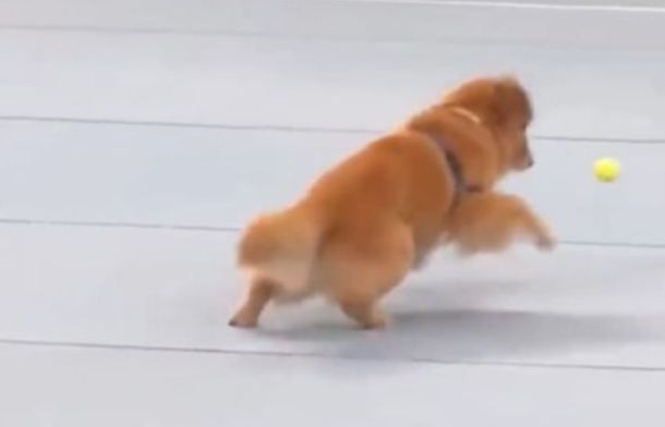 Image shows Beacon, the golden retriever that travels with the US Olympic gymnastics team.