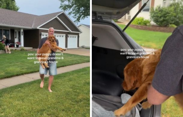 Stubborn golden retriever puppy has to be carried out of grandpawrents house because she didn't want to leave.