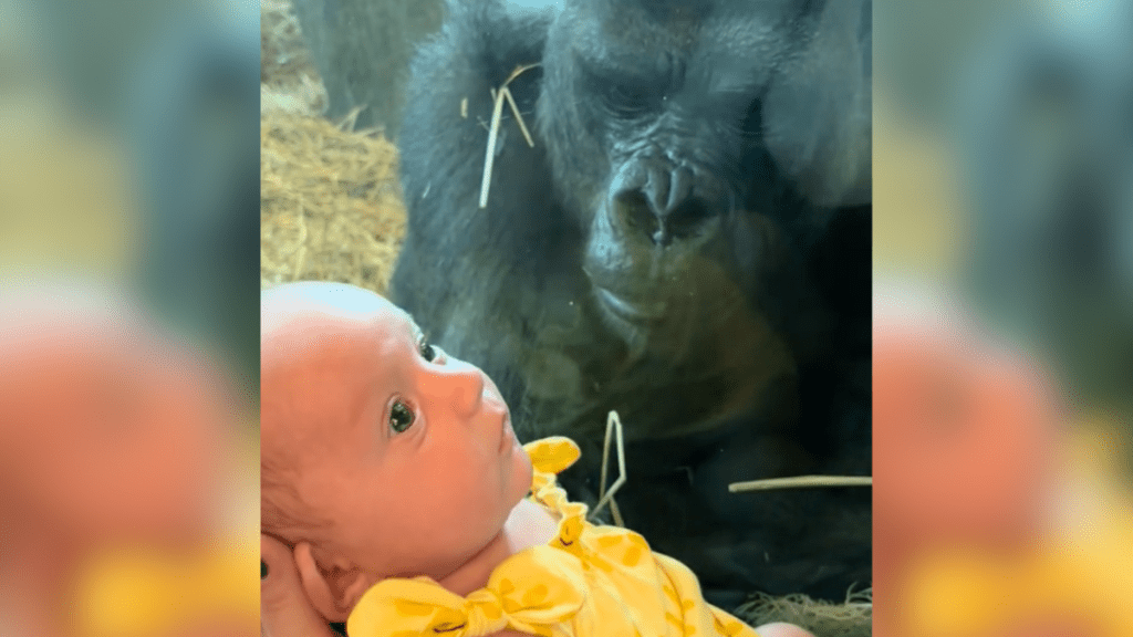 Gorilla Baby