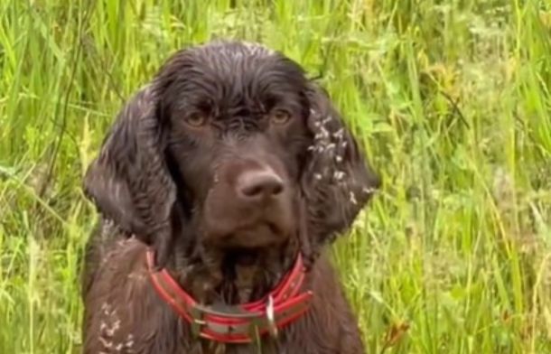 Skeeter is a Boykin spaniel hunting dog trained to search for ornate box turtles.
