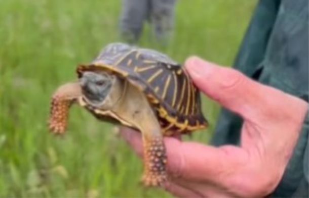 Ornate box turtles are an endangered species being monitored by nature conservationists throughtout the Midwest.