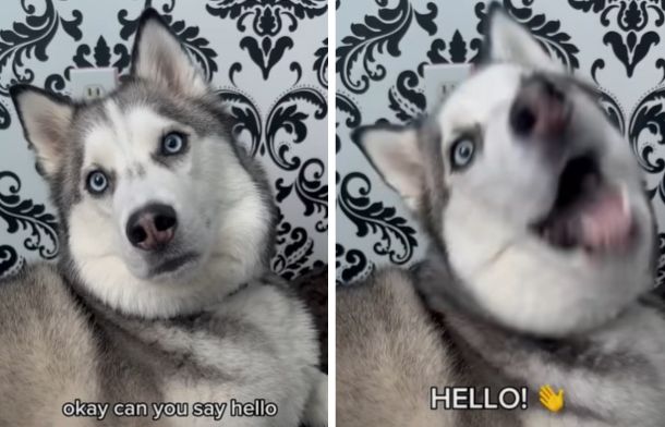 Images show Pluto, the talking husky. In the left frame his mom is asking if he can say, "Hello." Right frame shows Pluto saying Hello.