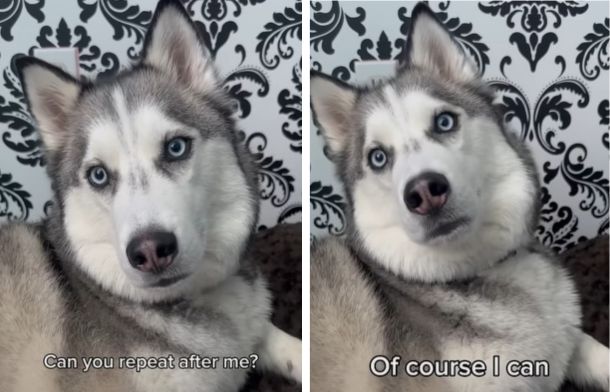 Images show Pluto, the talking husky. In the left frame his mom is asking if he can repeat after her. In the right frame he is giving her a look that says, "Of course I can."