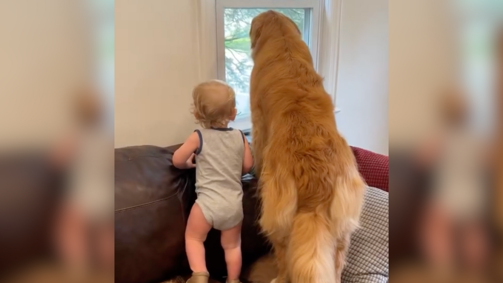 Toddler golden retriever
