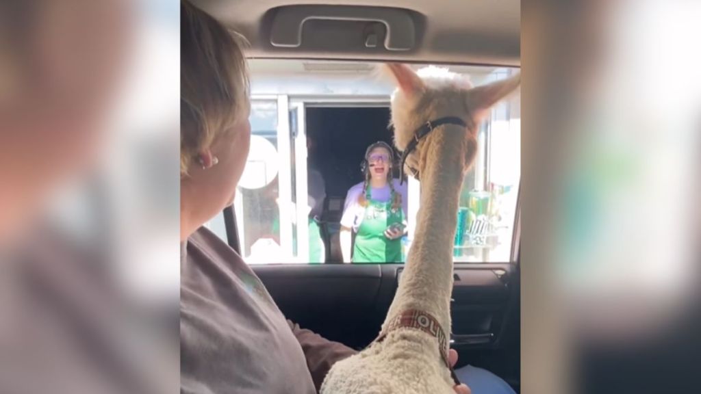 An alpaca inside a car stopped at a drive-through window.