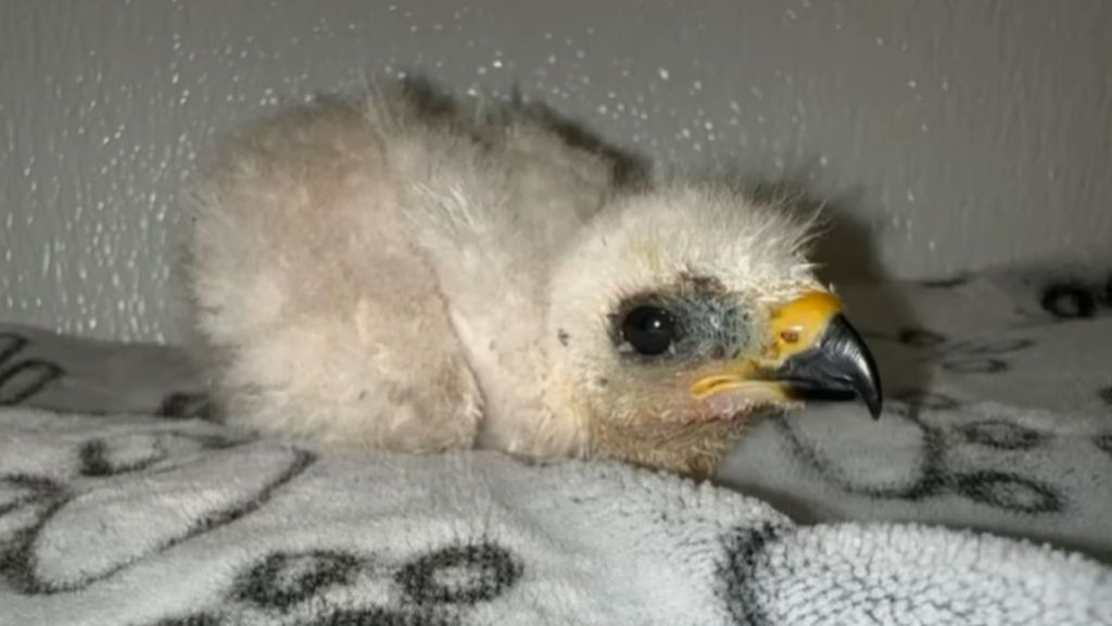 A rescued baby bird on a towel.