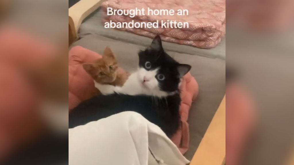 A black and white cat cuddling with an orange kitten.
