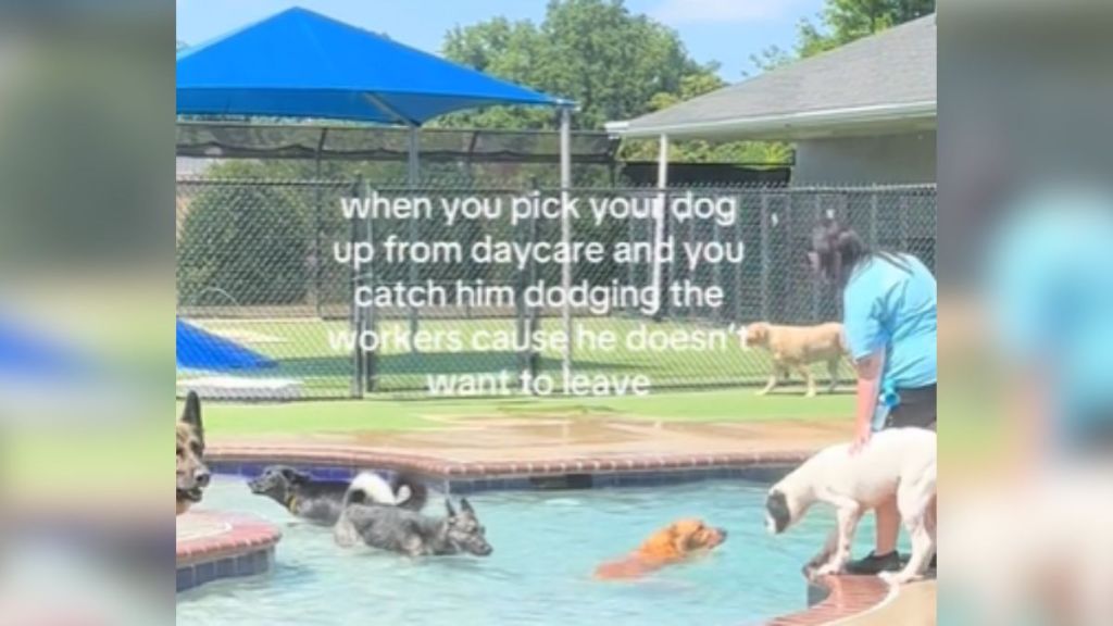 A doggy daycare facility with an outdoor pool.