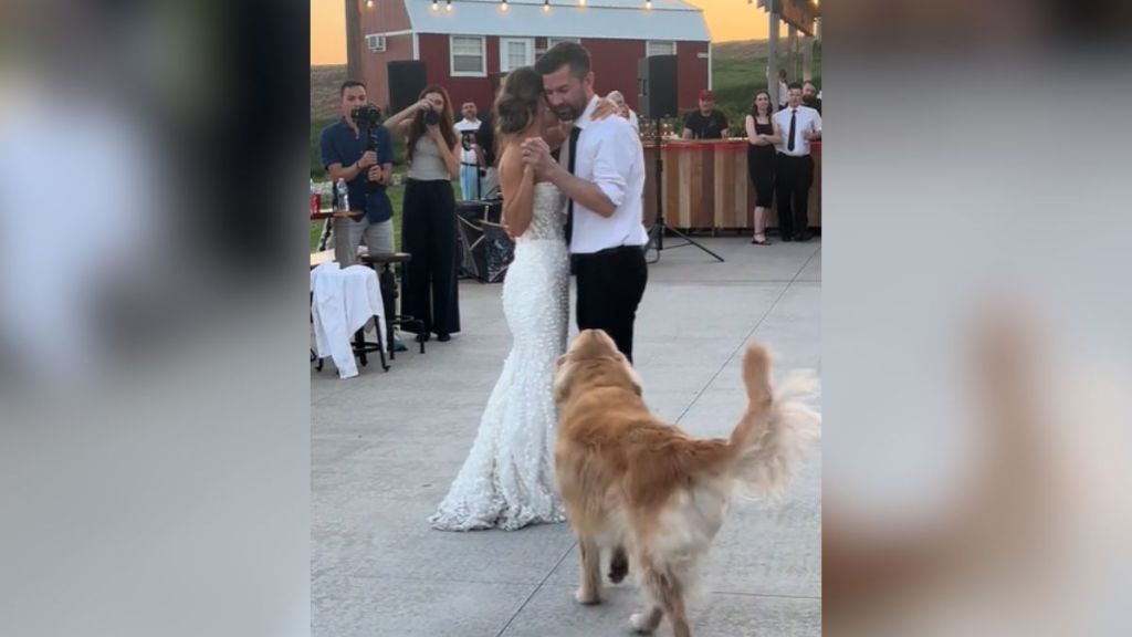A golden retriever getting in the middle of a father-daughter dance.