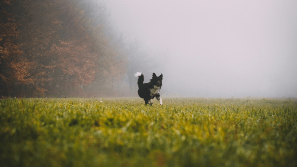 dog rescue