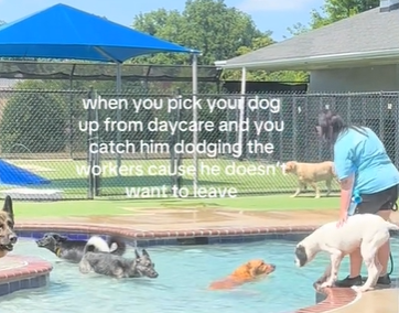 A doggy daycare facility with an outdoor pool.