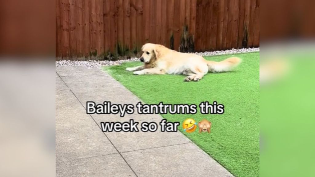 A golden retriever laying in the grass looking annoyed.
