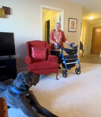 An elderly woman with a walker looks surprised at seeing a Great Dane.