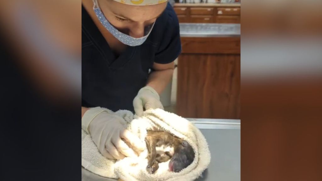 A vet taking care of a greyhound puppy in a towel.