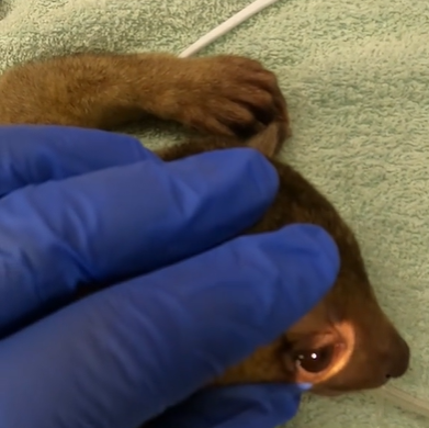 A brown creature being held down and examined by someone with medical gloves.