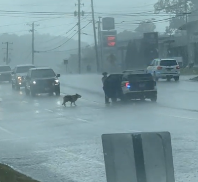 A lost dog getting into an officer's car on a rainy day.