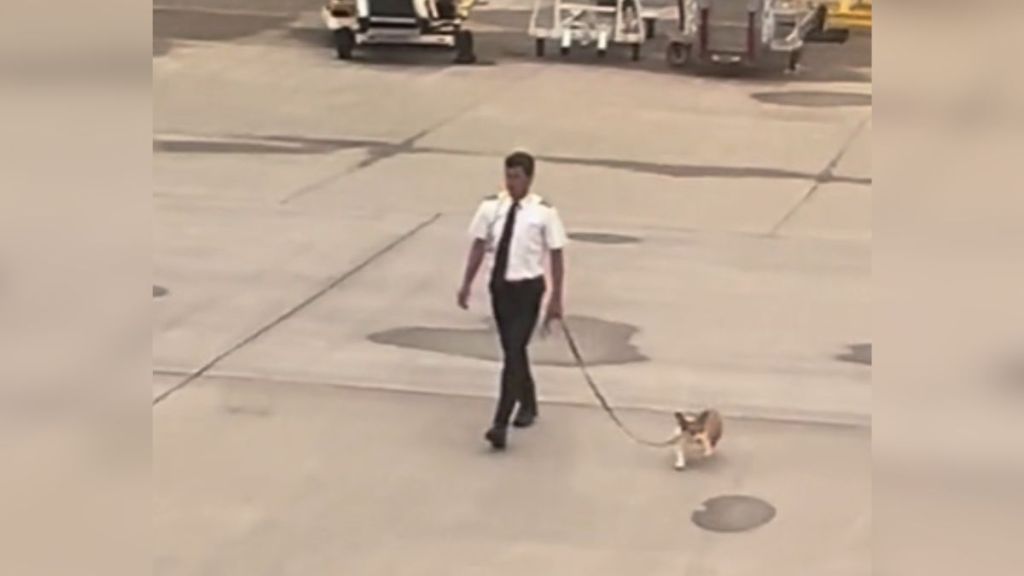 An airplane pilot walking a dog on the runway.