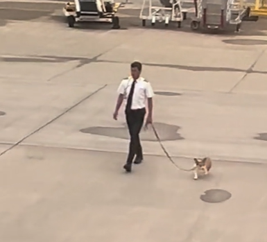 An airplane pilot walking a dog on the runway.