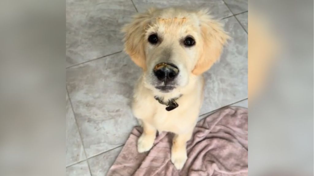 A golden retriever sitting on a towel.