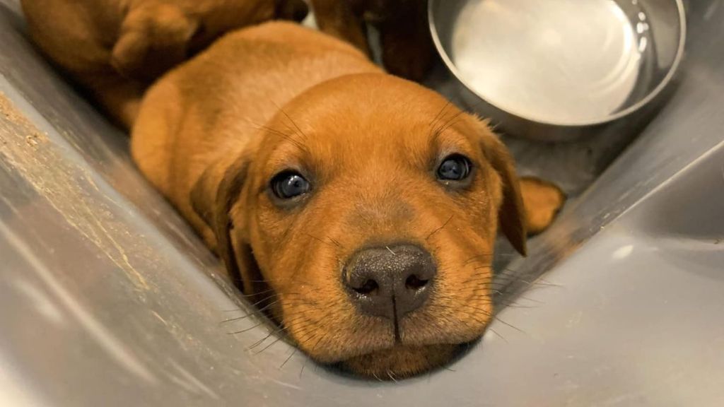 Four brown puppies in a grey plastic box.