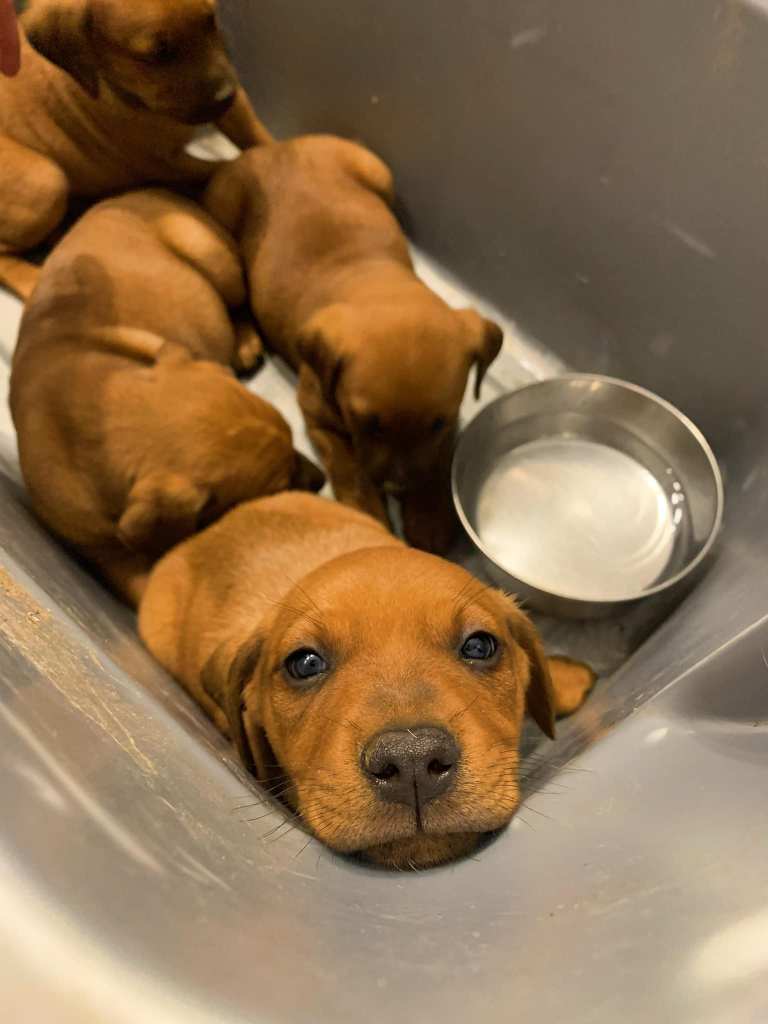 Four brown puppies in a grey plastic box.