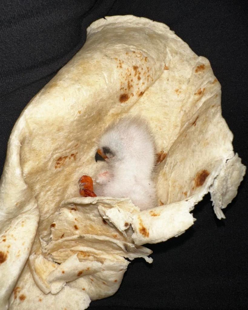 A baby bird wrapped in a flour tortilla to stay warm.
