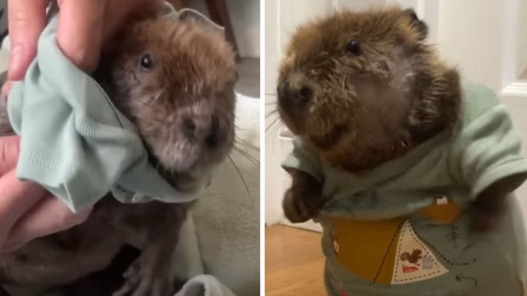 Left image shows a human "mom" putting a tiny shirt on a baby beaver. Right image shows the little tyke modeling the cute onesie.