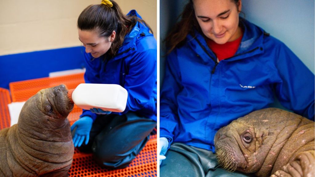 Left image shows a rescued baby walrus getting bottle fed. Right image shows the baby walrus cuddling with a human surrogate "mommy."