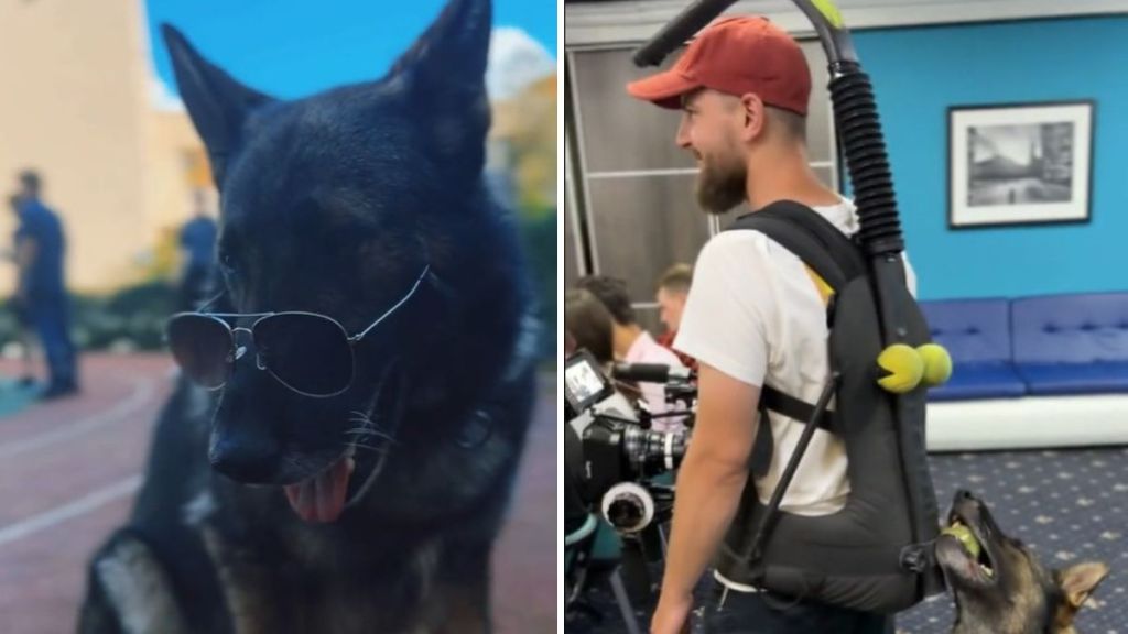 Left image shows a German shepherd K9 dog being cool wearing sunglasses. Right image shows the dog being bad with a photographer's gear.