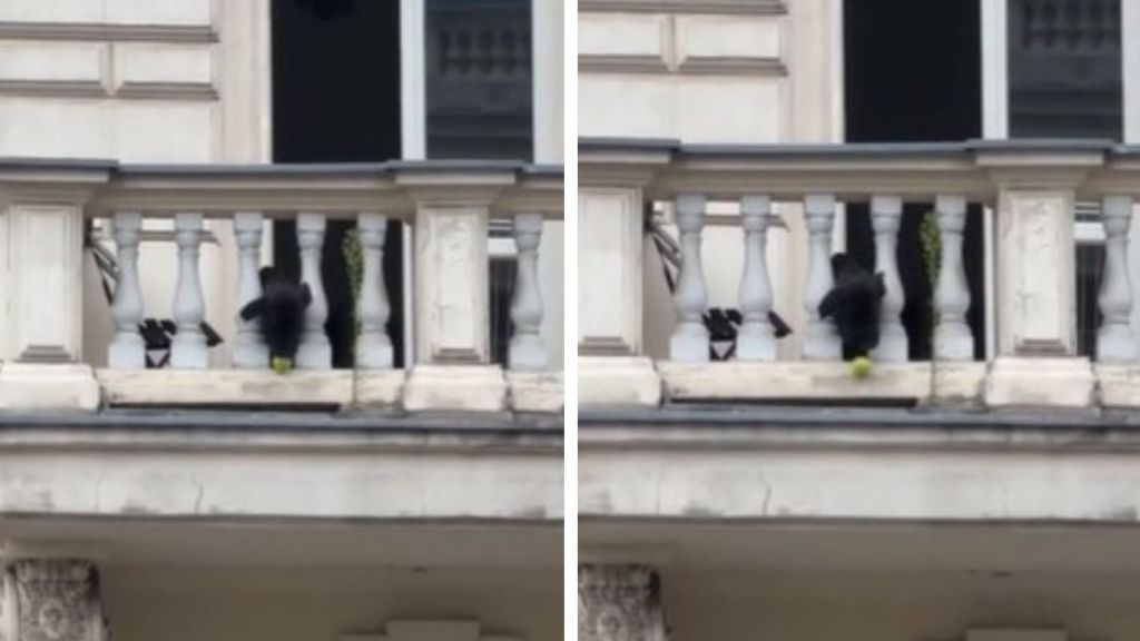 Left image shows a dog waiting to drop a ball off the balcony. Right image shows the dog releasing the ball to play catch with random pedestrian.