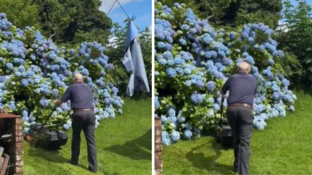 Images show Grainne Gallanagh's father mowing the grass in front of his prized hydrangea bush before a photo shoot.